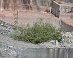 fabrizio prevedello, longarone, 4° innesto in cava, 2011, courtesy Cardelli e Fontana artecontemporanea, foto a. montresor