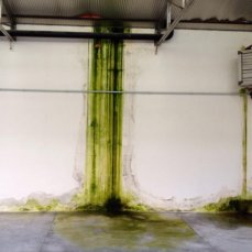 dc next - taibon block - APL est - natural painting