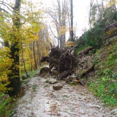 Salendo al Forte di Monte Ricco, i faggi secolari, schiantati_30 ottobre 2019