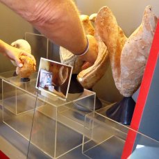 elena mazzi, ampezzania incolarumcardium, una delle cartoline installate tra i reperti del museo paleontologico di cortina d\'ampezzo
