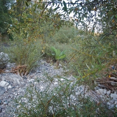 francesco bertelè, the secret garden, innesto di palma nell\'isola di tappole, foto a. montresor