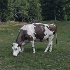 Malga Fontanafredda