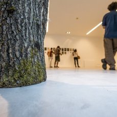 mattia bosco, senza titolo, legno di rovere, 145x70x54 cm, 2014, foto di giacomo de dona\'