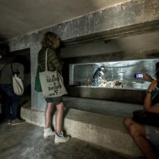 caldo il cielo su borca - 16 maggio 2015 - performance si sandra hauser - foto giacomo de dona\'