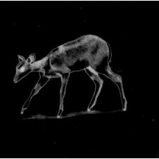 patte loper, goodbye 20th century,  animazione, 38 sec., ed.  26/100, 2006,  courtesy the flat massimo carasi - frame da video
