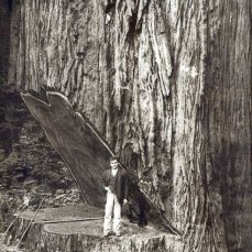 wood