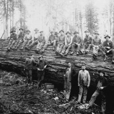 wood